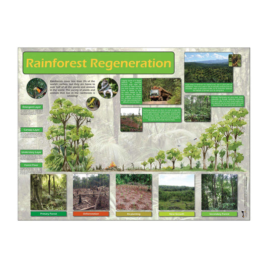 Rainforest Regeneration Classroom Display Poster:Primary Classroom Resources