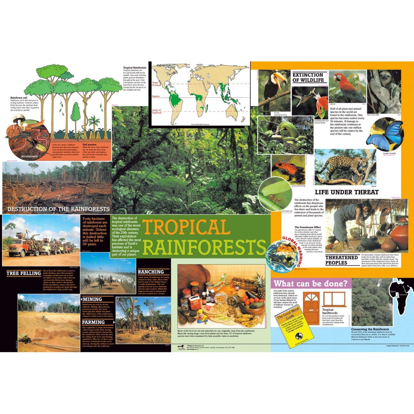 Rainforest Classroom Resource Box:Primary Classroom Resources