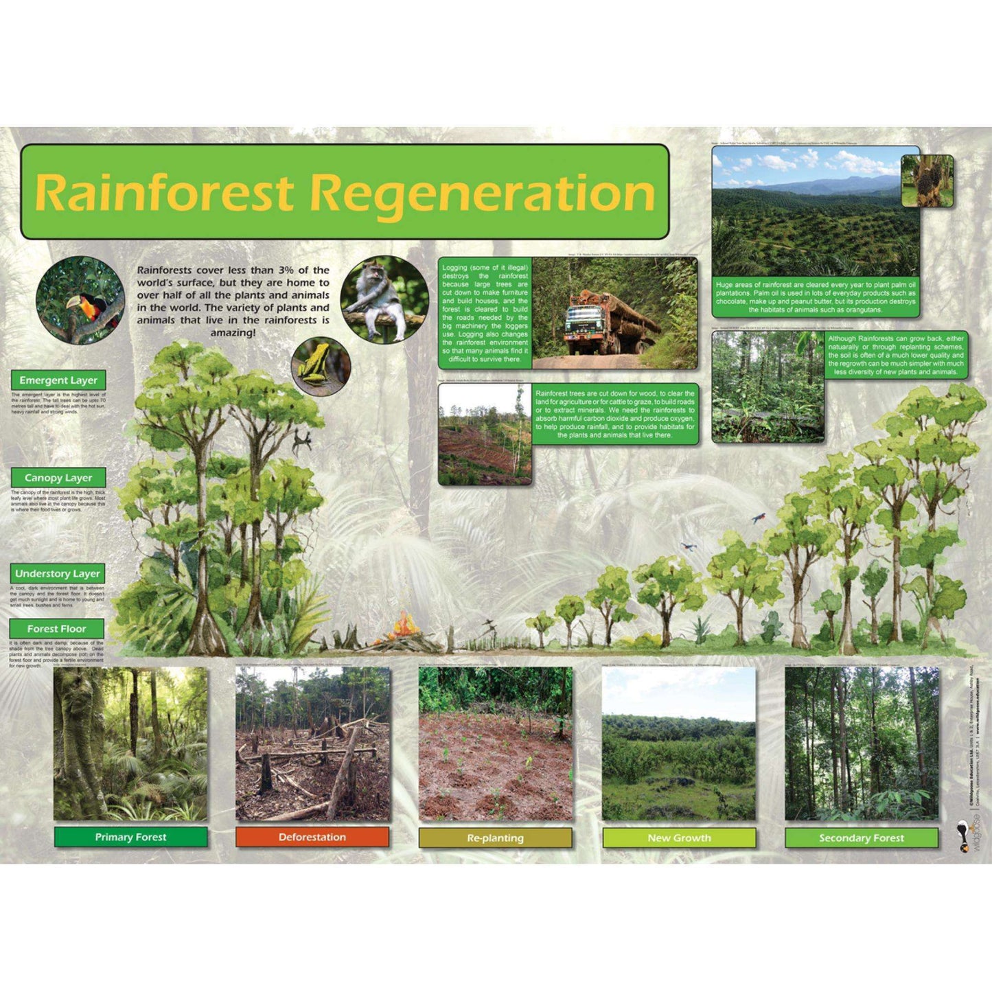 Rainforest Classroom Resource Box:Primary Classroom Resources