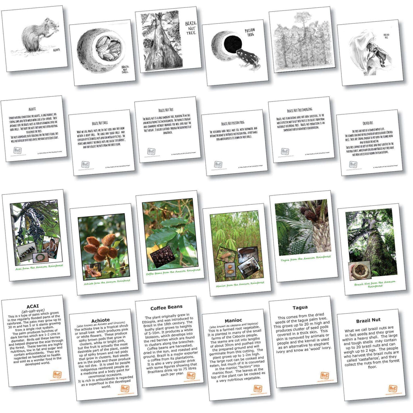 Rainforest Classroom Resource Box:Primary Classroom Resources
