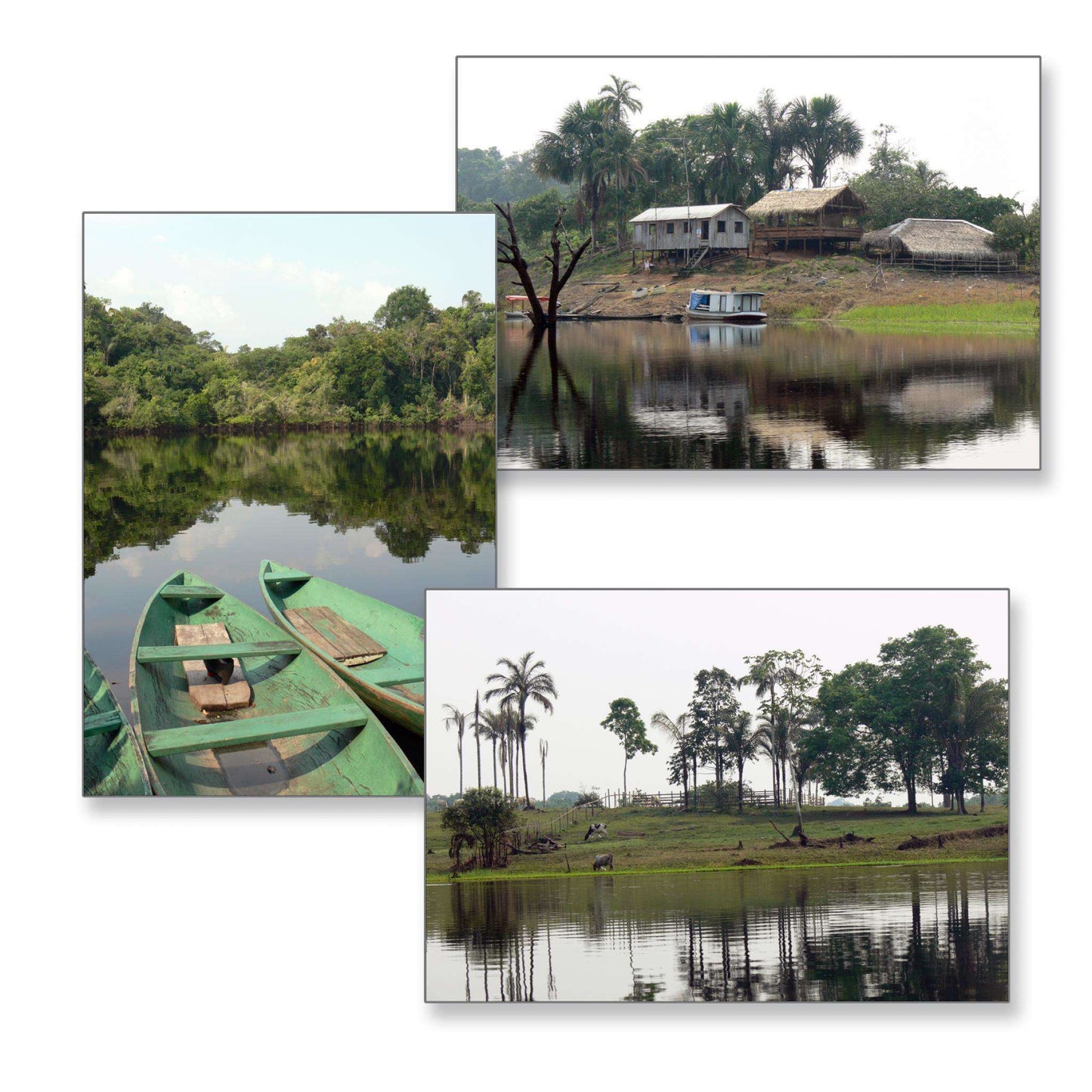 Rainforest Classroom Resource Box:Primary Classroom Resources