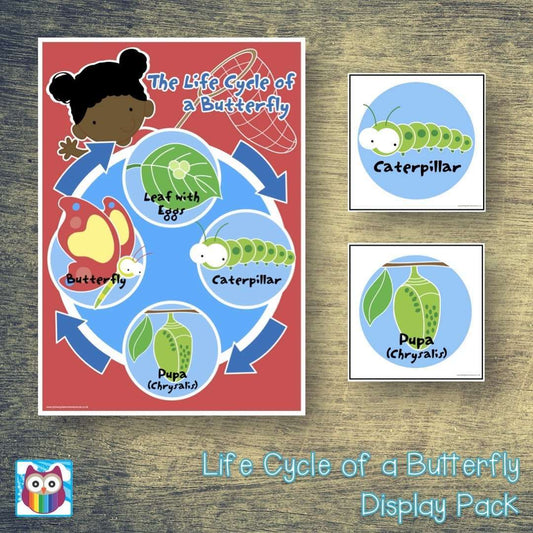 Life Cycle of a Butterfly Display Pack:Primary Classroom Resources
