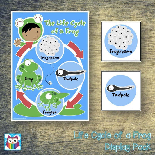 Life Cycle of a Frog Display Pack:Primary Classroom Resources