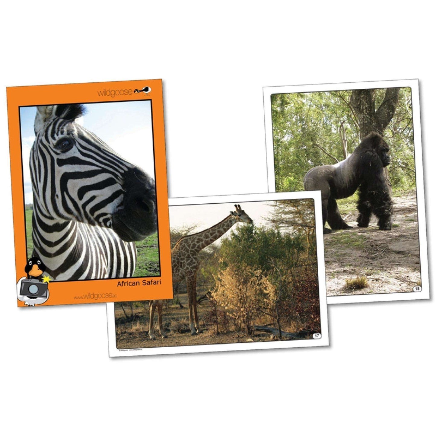 African Safari Photo Pack:Primary Classroom Resources
