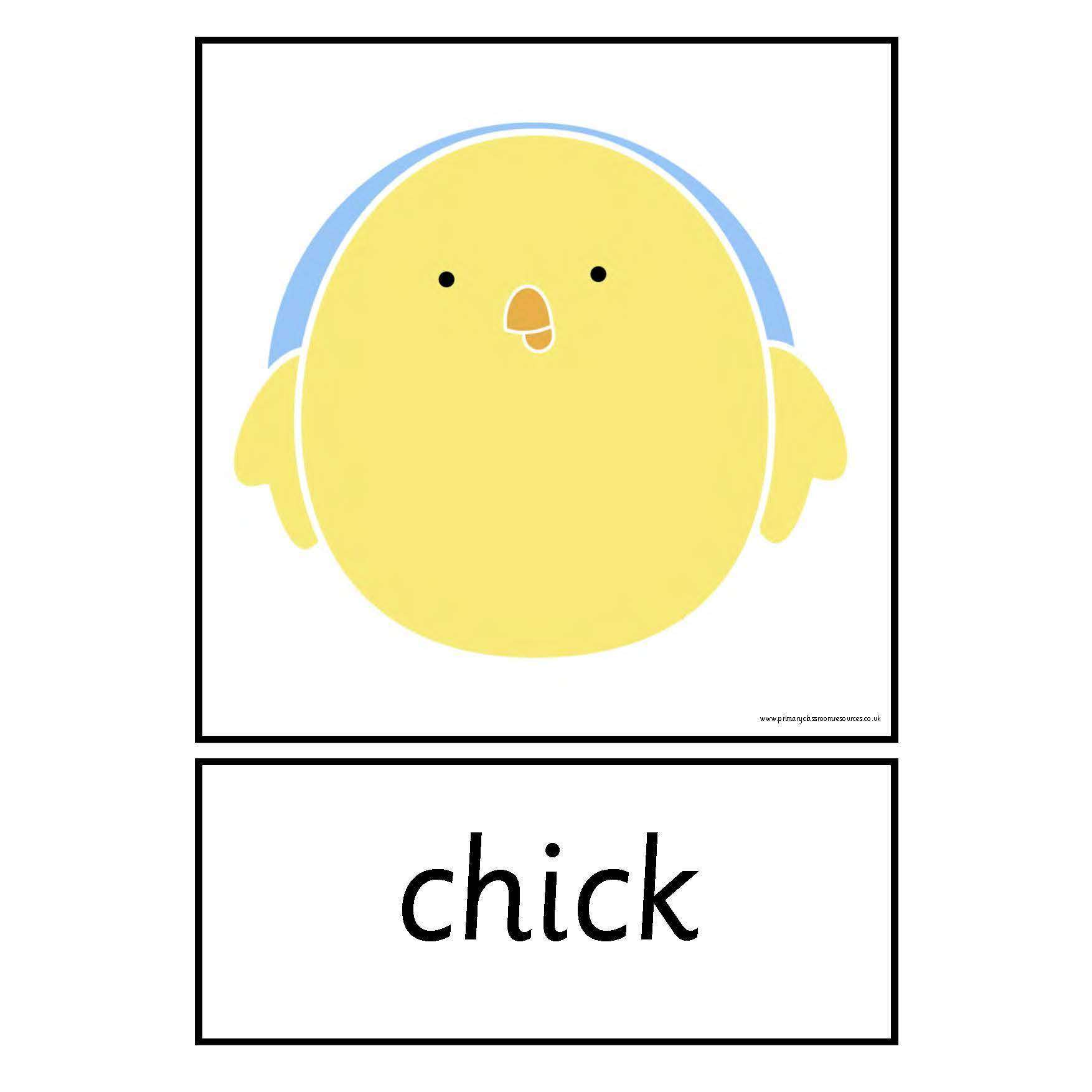 Life Cycle of a Chicken Cards:Primary Classroom Resources
