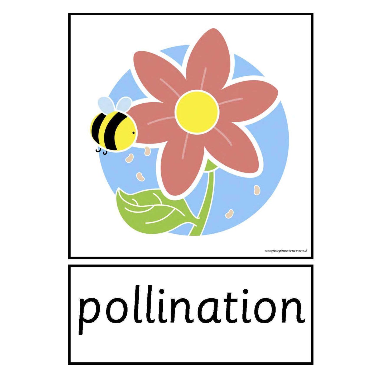 Life Cycle of a Plant Cards:Primary Classroom Resources