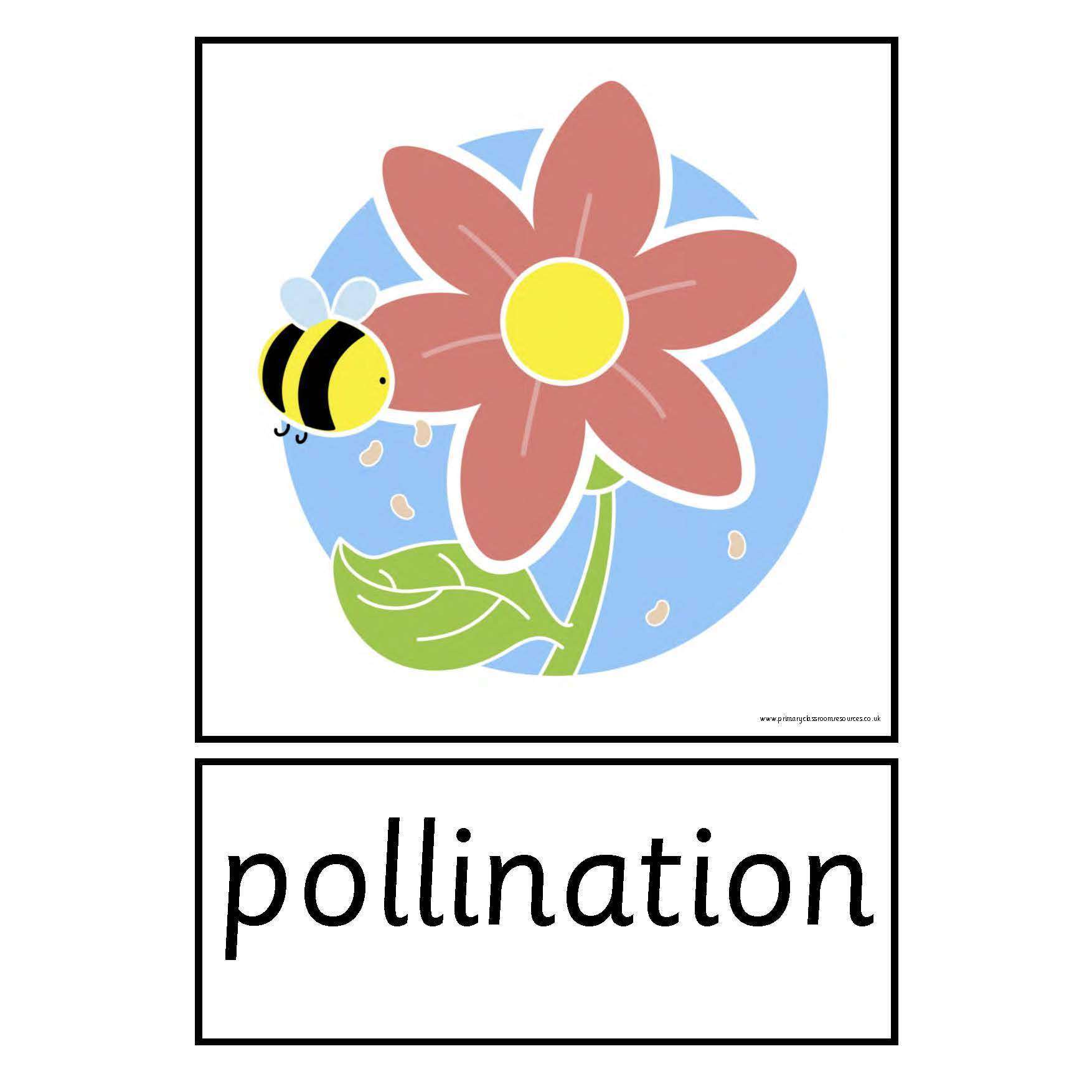 Life Cycle of a Plant Cards:Primary Classroom Resources