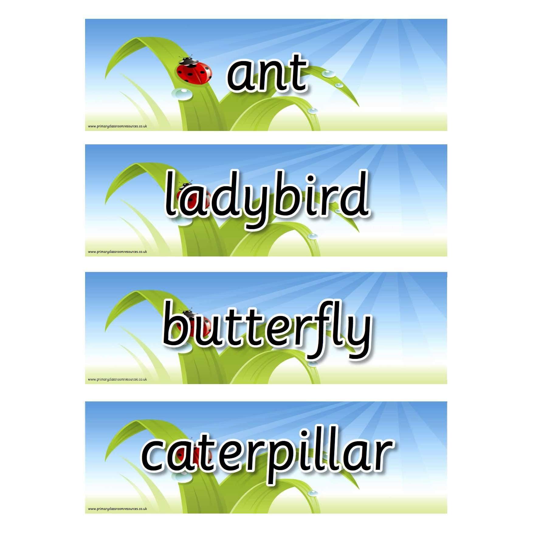 Minibeast Vocabulary Flashcards:Primary Classroom Resources