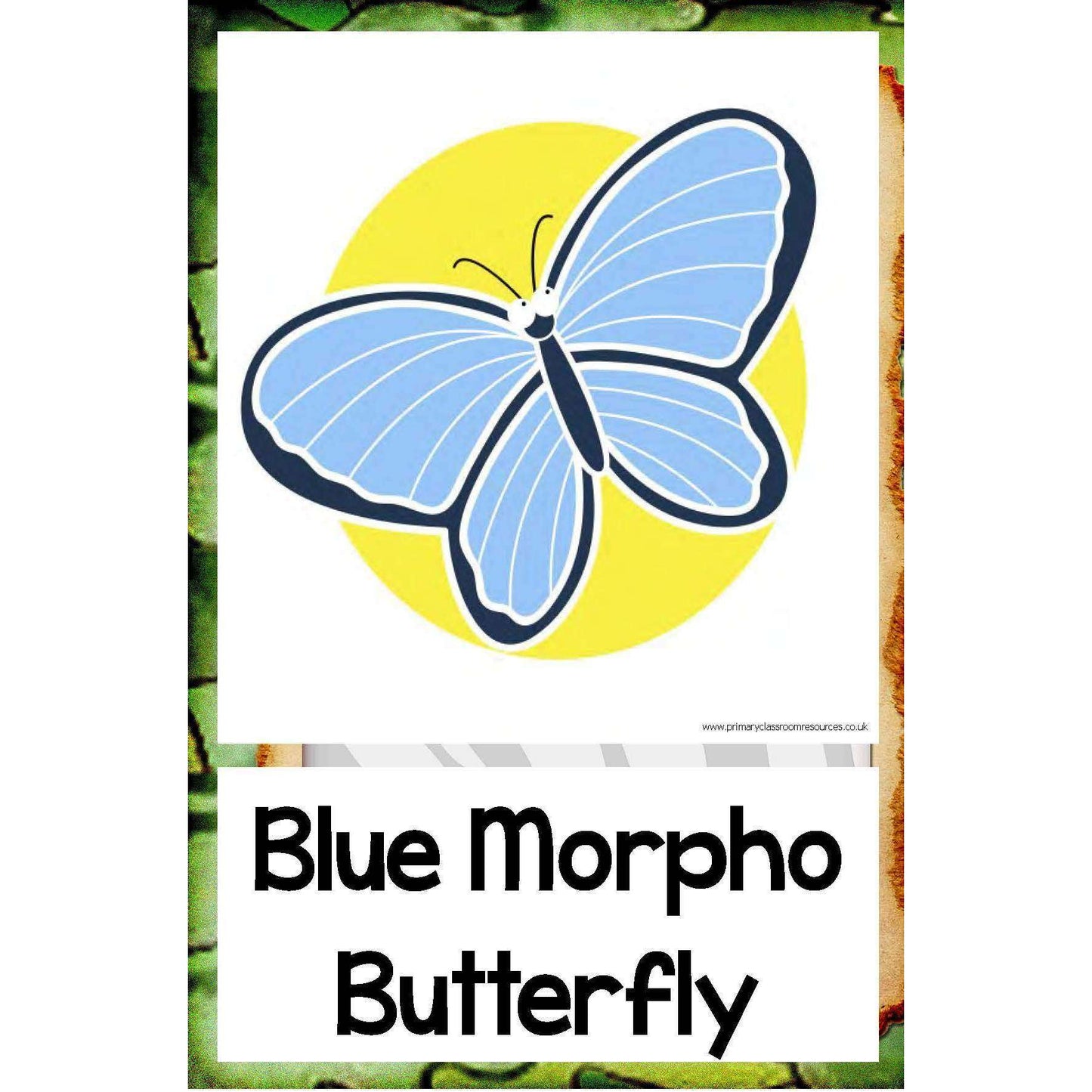 Rainforest Animals Large Flashcards:Primary Classroom Resources
