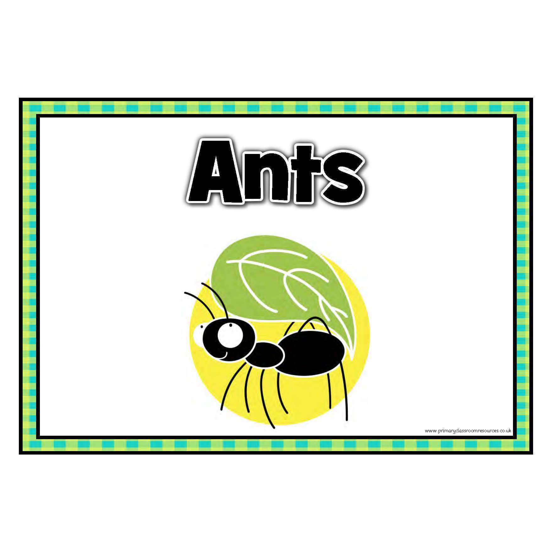 Rainforest Themed Table/Group Signs:Primary Classroom Resources