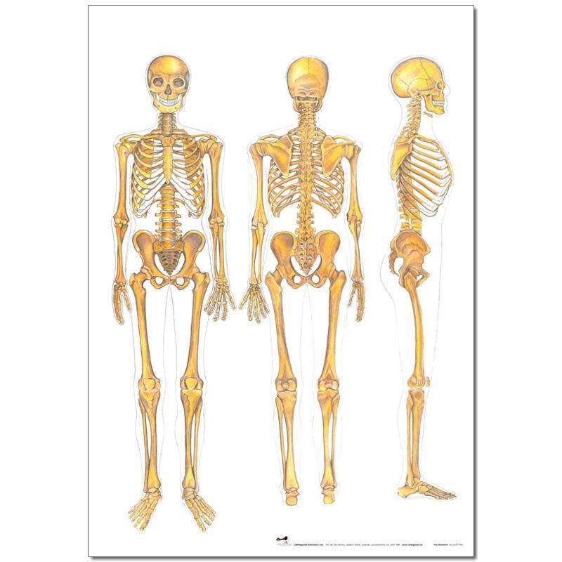 Skeleton Poster:Primary Classroom Resources