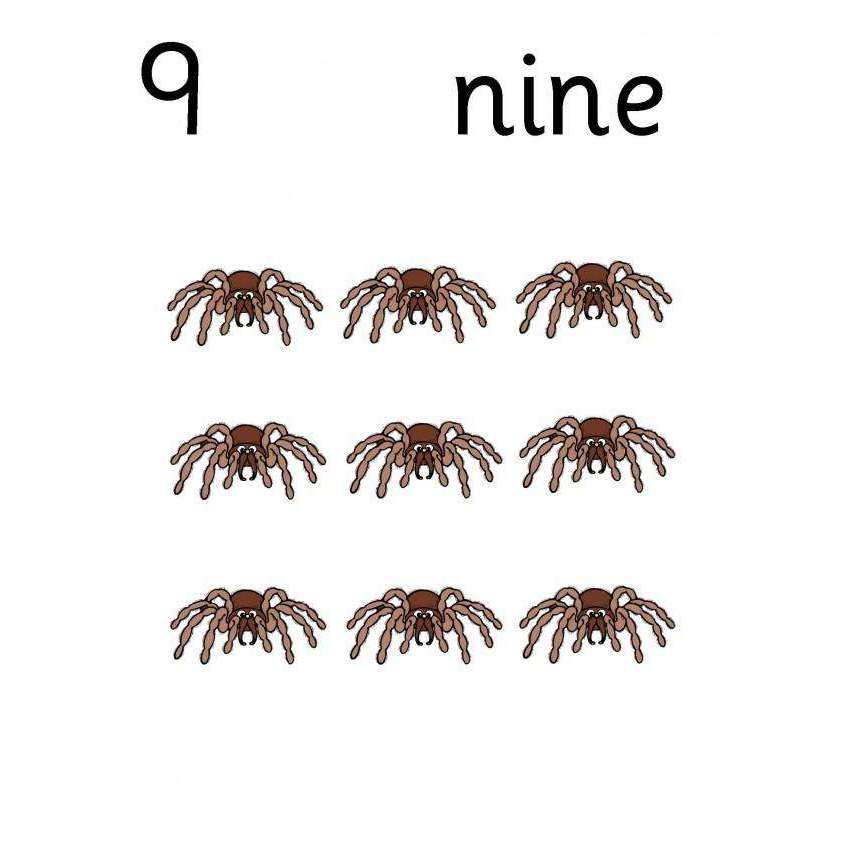Spider Counting Cards:Primary Classroom Resources