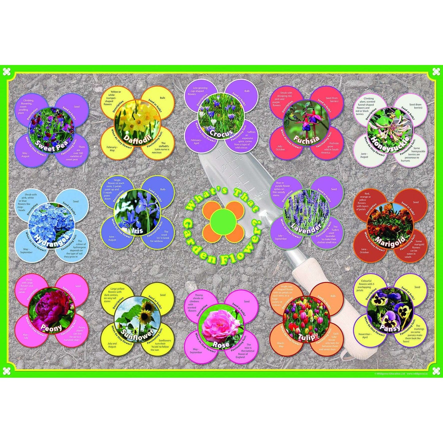 What's that Garden Flower? Poster:Primary Classroom Resources