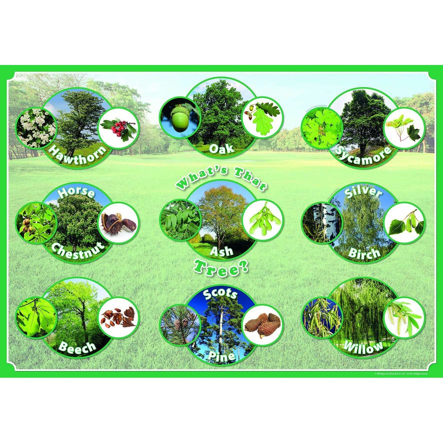 What's that Tree? Poster:Primary Classroom Resources
