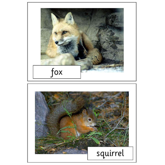 Woodland Creatures Photo Pack:Primary Classroom Resources