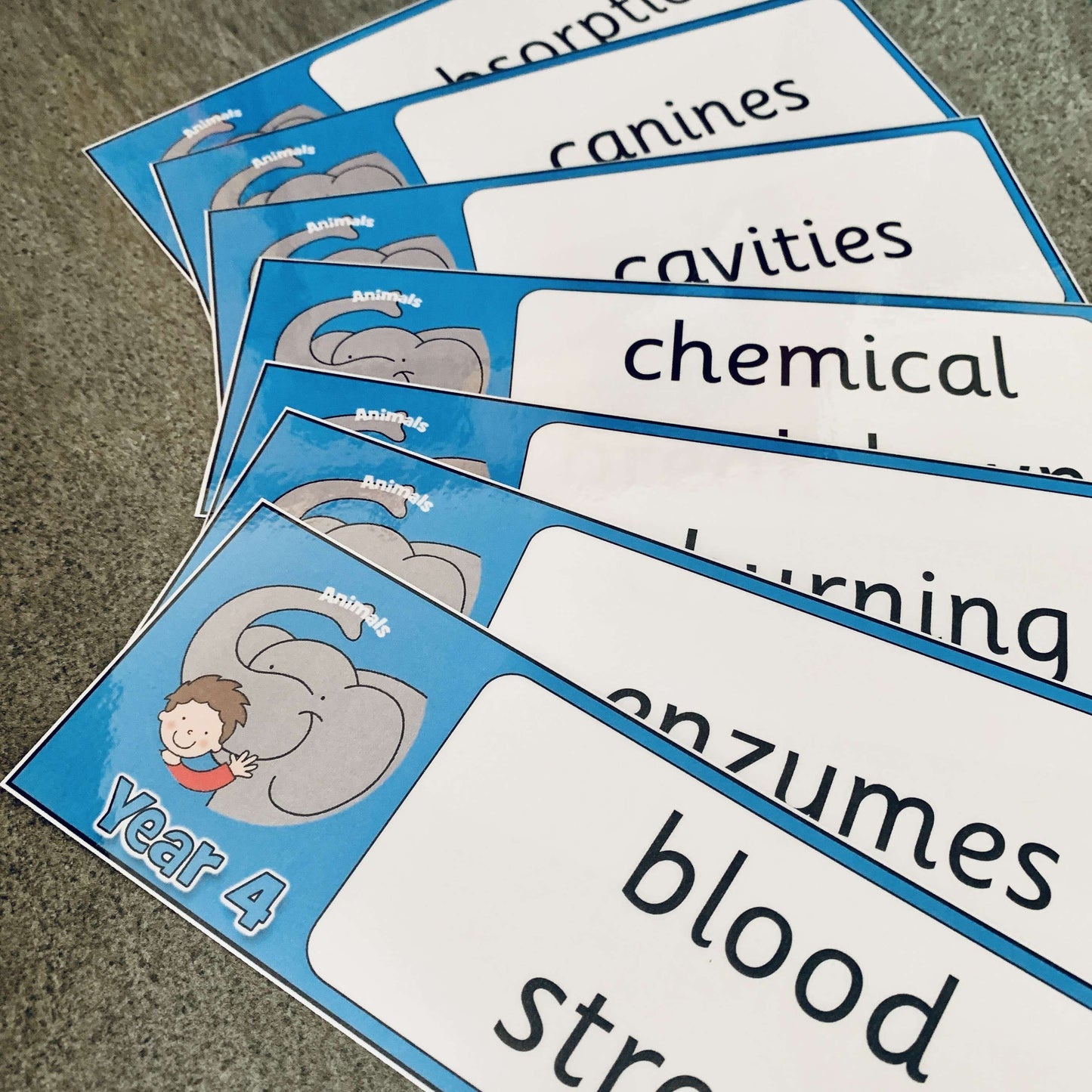 Year 4 Science Vocabulary - Animals including humans:Primary Classroom Resources