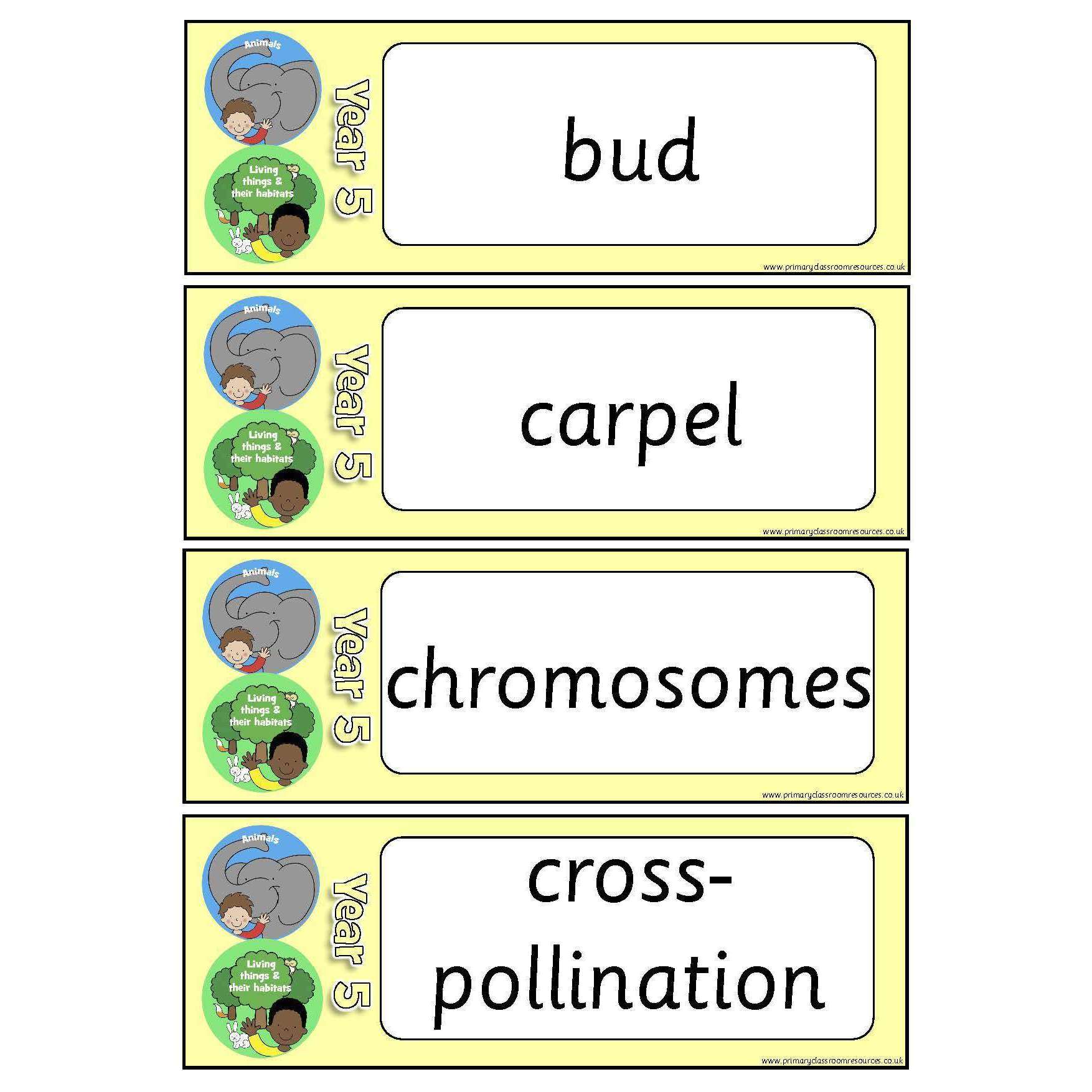Year 5 Science Vocabulary Pack:Primary Classroom Resources