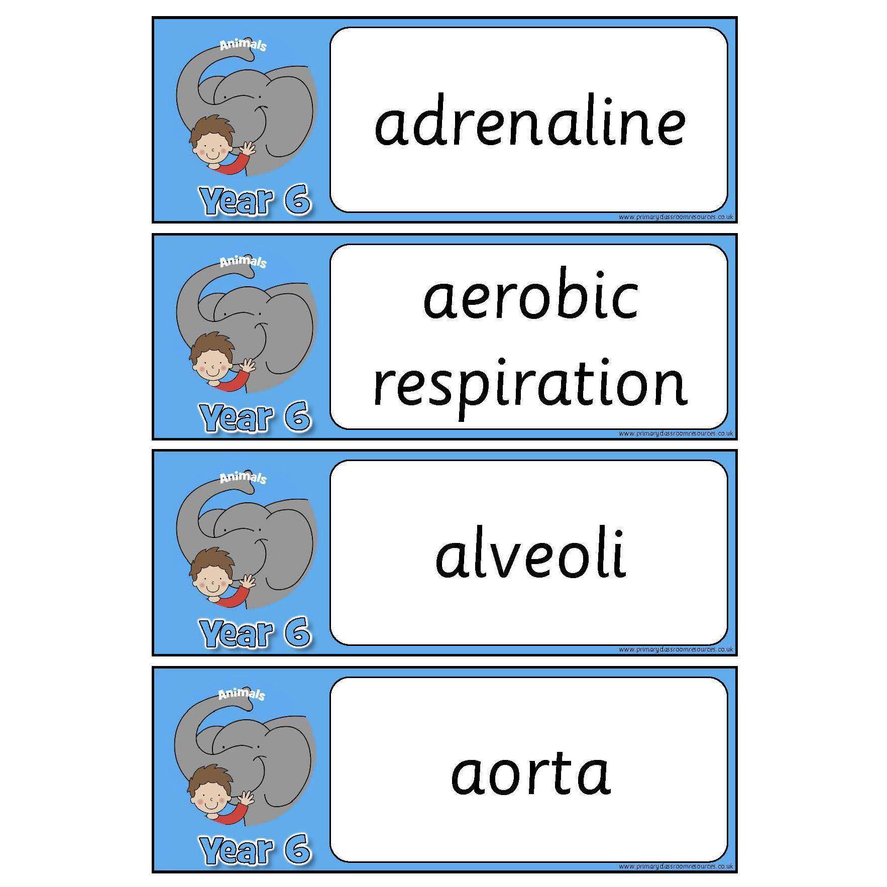 Year 6 Science Vocabulary - Animals:Primary Classroom Resources