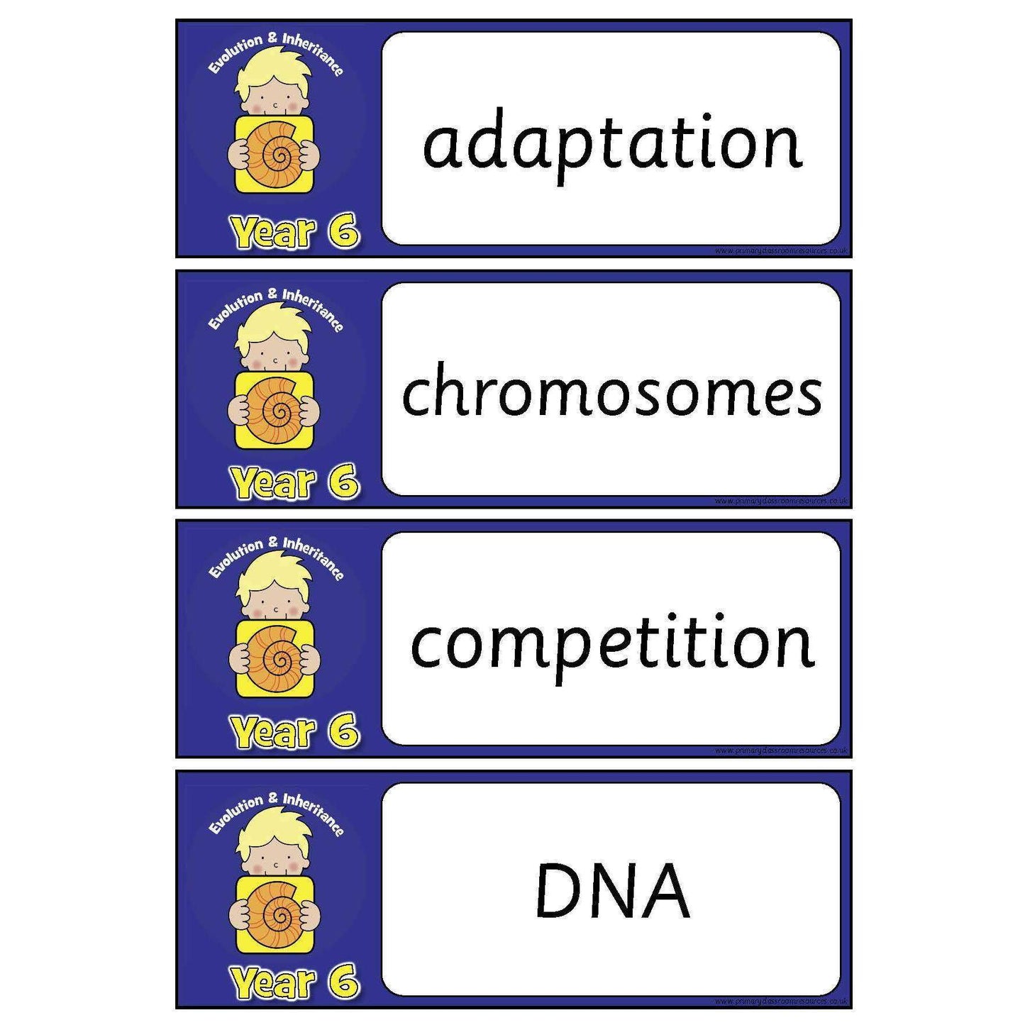 Year 6 Science Vocabulary - Evolution & Inheritance:Primary Classroom Resources
