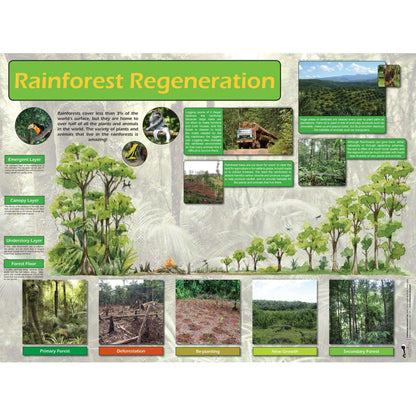 Rainforest Curriculum Pack:Primary Classroom Resources