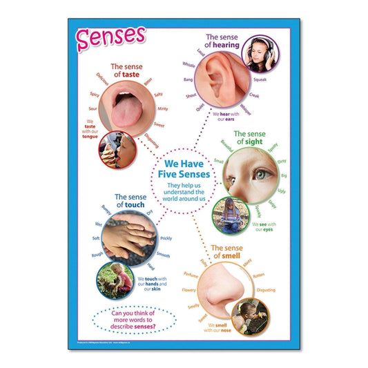 Senses Poster:Primary Classroom Resources