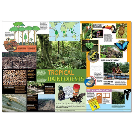 Tropical Rainforest Classroom Poster:Primary Classroom Resources