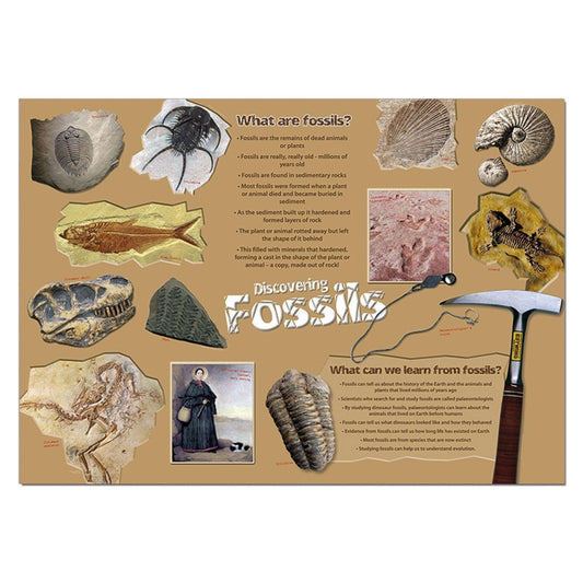 Discovering Fossils Classroom Display Poster:Primary Classroom Resources