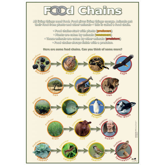Food Chains Classroom Display Poster:Primary Classroom Resources