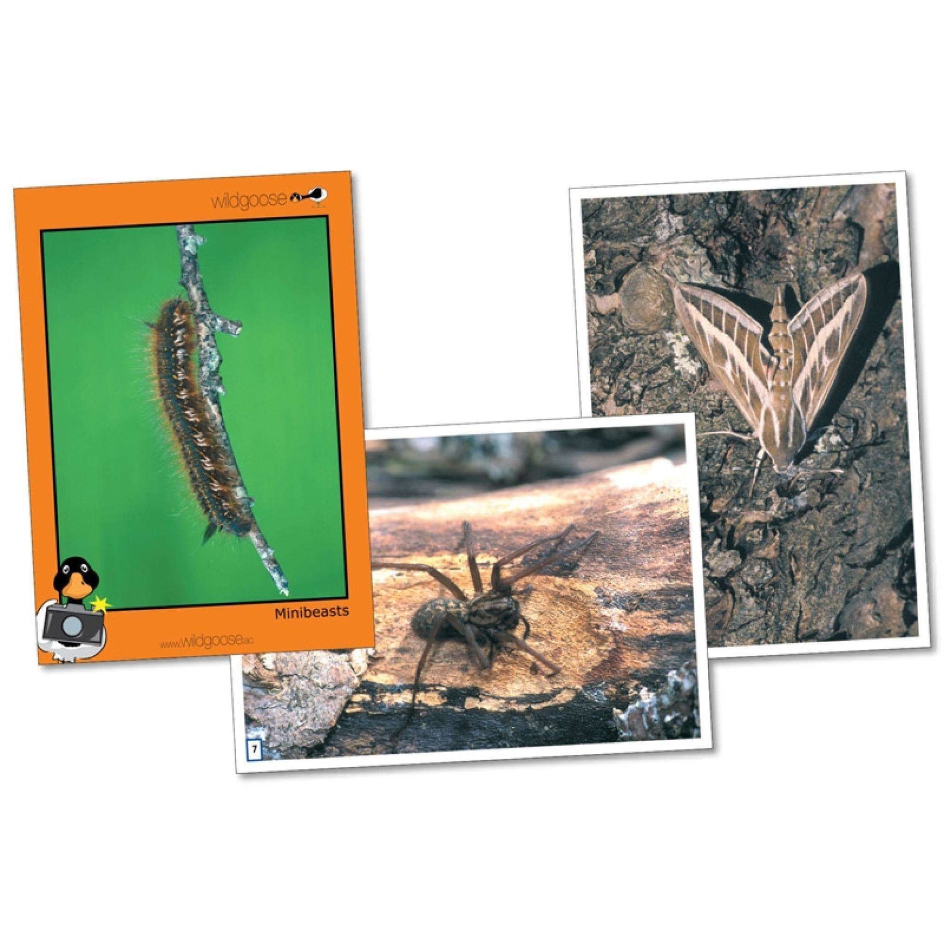 Minibeasts Photo Pack:Primary Classroom Resources