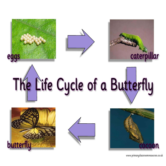 Life Cycle of a Butterfly Mat:Primary Classroom Resources
