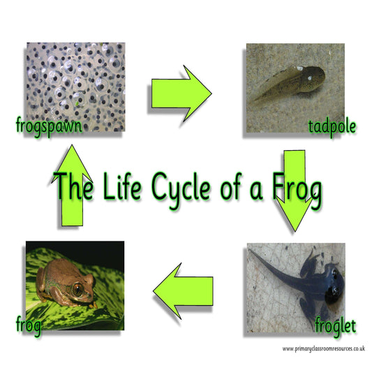 Life Cycle of a Frog Mat:Primary Classroom Resources