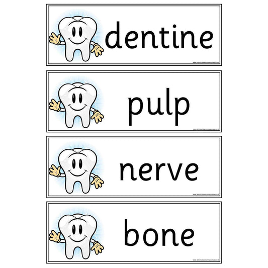 Teeth and Eating Vocabulary Cards:Primary Classroom Resources