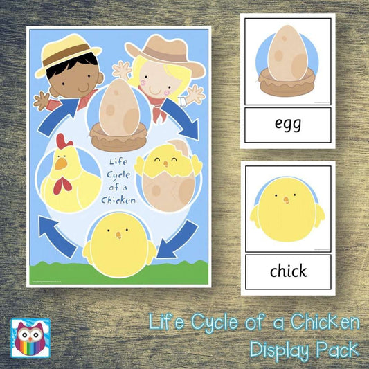 Life Cycle of a Chicken Cards:Primary Classroom Resources