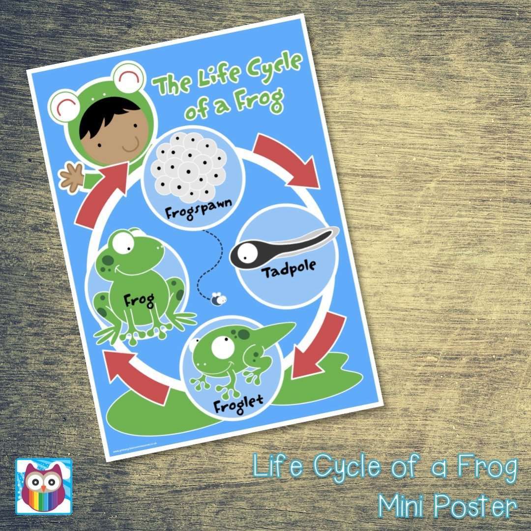 Life Cycle of a Frog Mini Poster/Mat Pack:Primary Classroom Resources