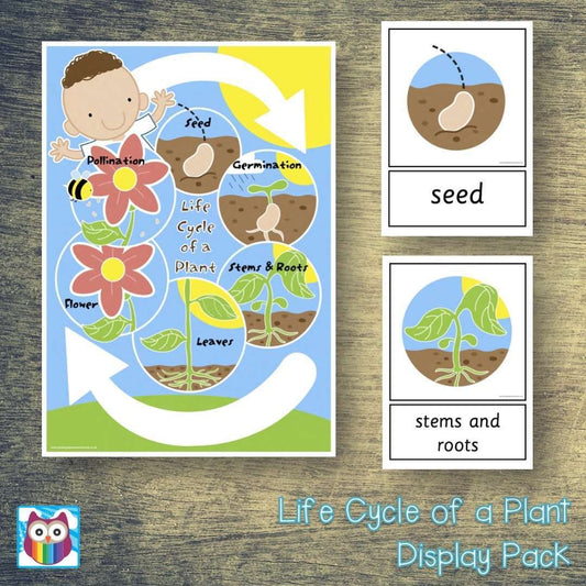 Life Cycle of a Plant Display Pack:Primary Classroom Resources