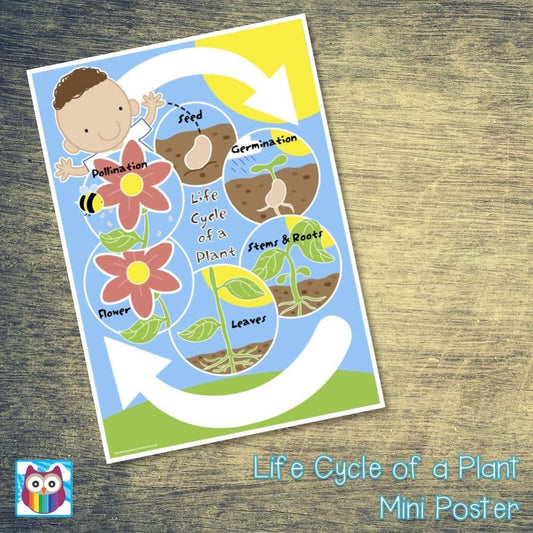 Life Cycle of a Plant Mini Poster/Mat Pack:Primary Classroom Resources