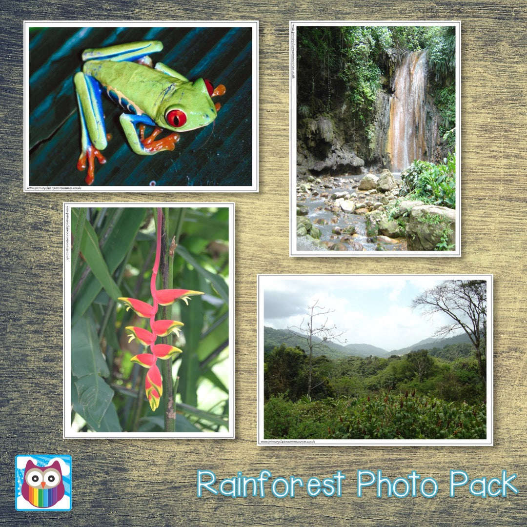 Rainforest Photo Pack Primary Classroom Resources