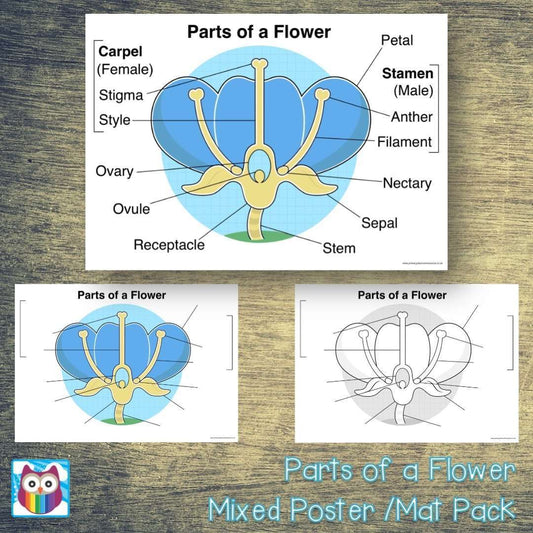 Parts of a Flower Mixed Poster/Mat Pack:Primary Classroom Resources