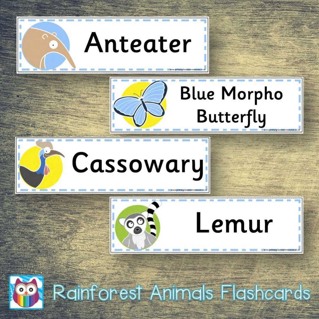 Rainforest Animals Flashcards:Primary Classroom Resources