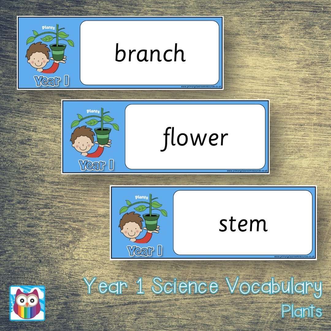 Year 1 Science Vocabulary - Plants:Primary Classroom Resources