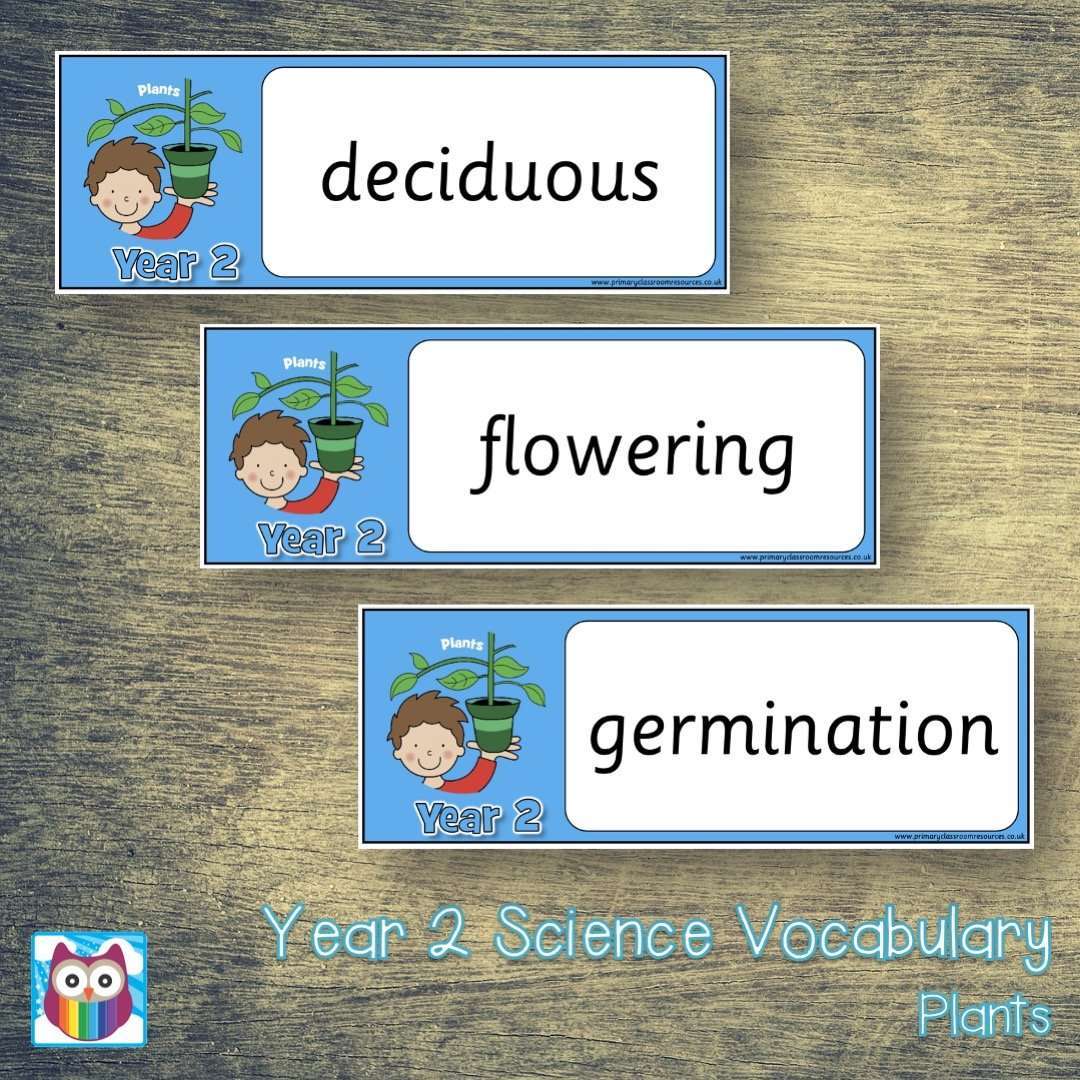Year 2 Science Vocabulary - Plants:Primary Classroom Resources
