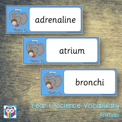 Year 6 Science Vocabulary - Animals:Primary Classroom Resources