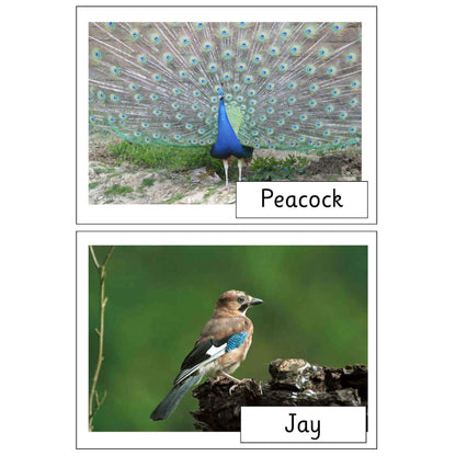 British Birds Photo Pack:Primary Classroom Resources