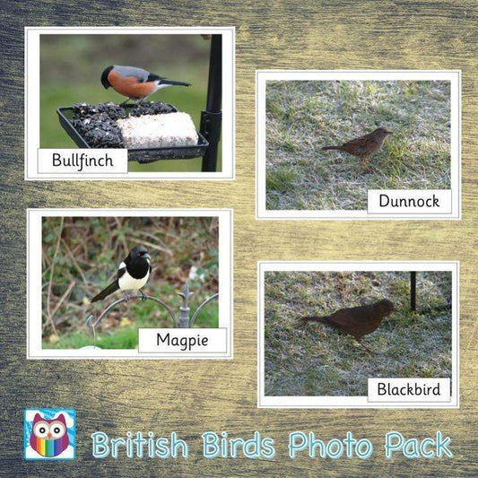 British Birds Photo Pack:Primary Classroom Resources,Digital download