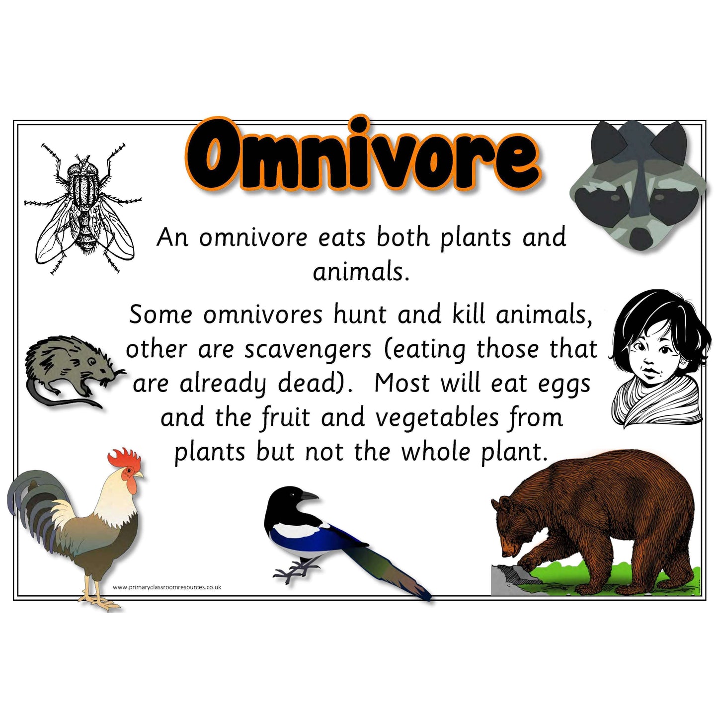 Carnivore Herbivore Omnivore Display Set:Primary Classroom Resources