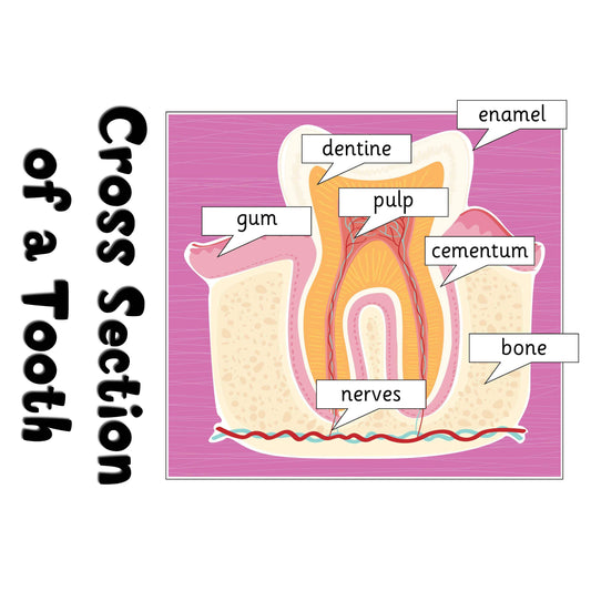 Cross Section of a Tooth Poster:Primary Classroom Resources