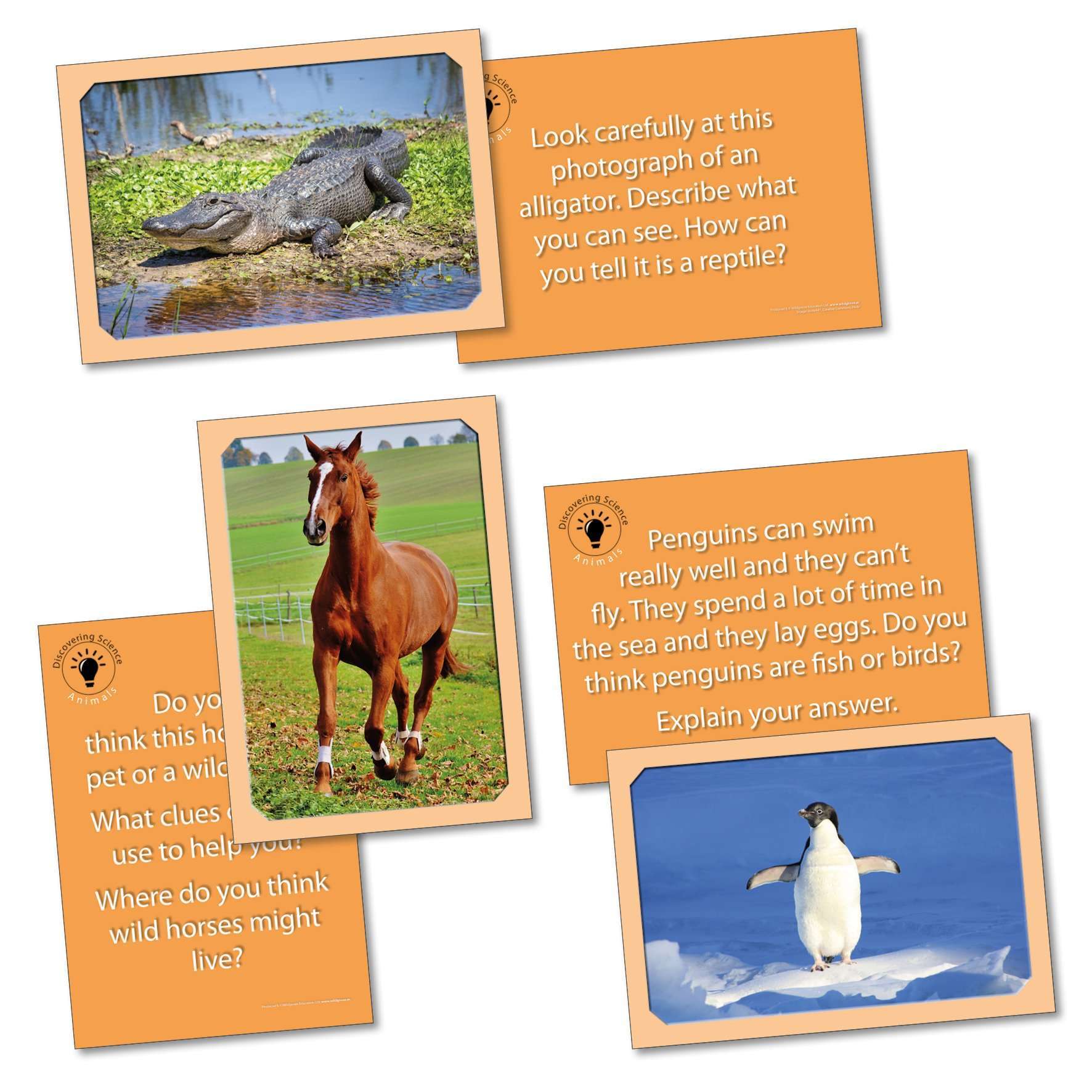 Discovering Science: Animals:Primary Classroom Resources
