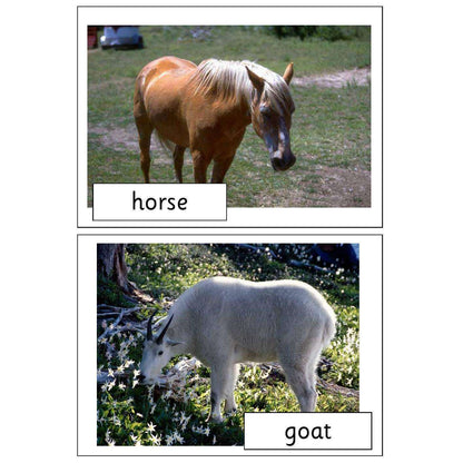 Farm Animals Photo Pack:Primary Classroom Resources