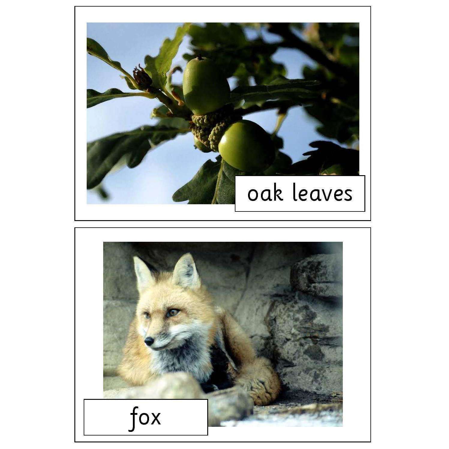 Food Chains Photo Pack:Primary Classroom Resources