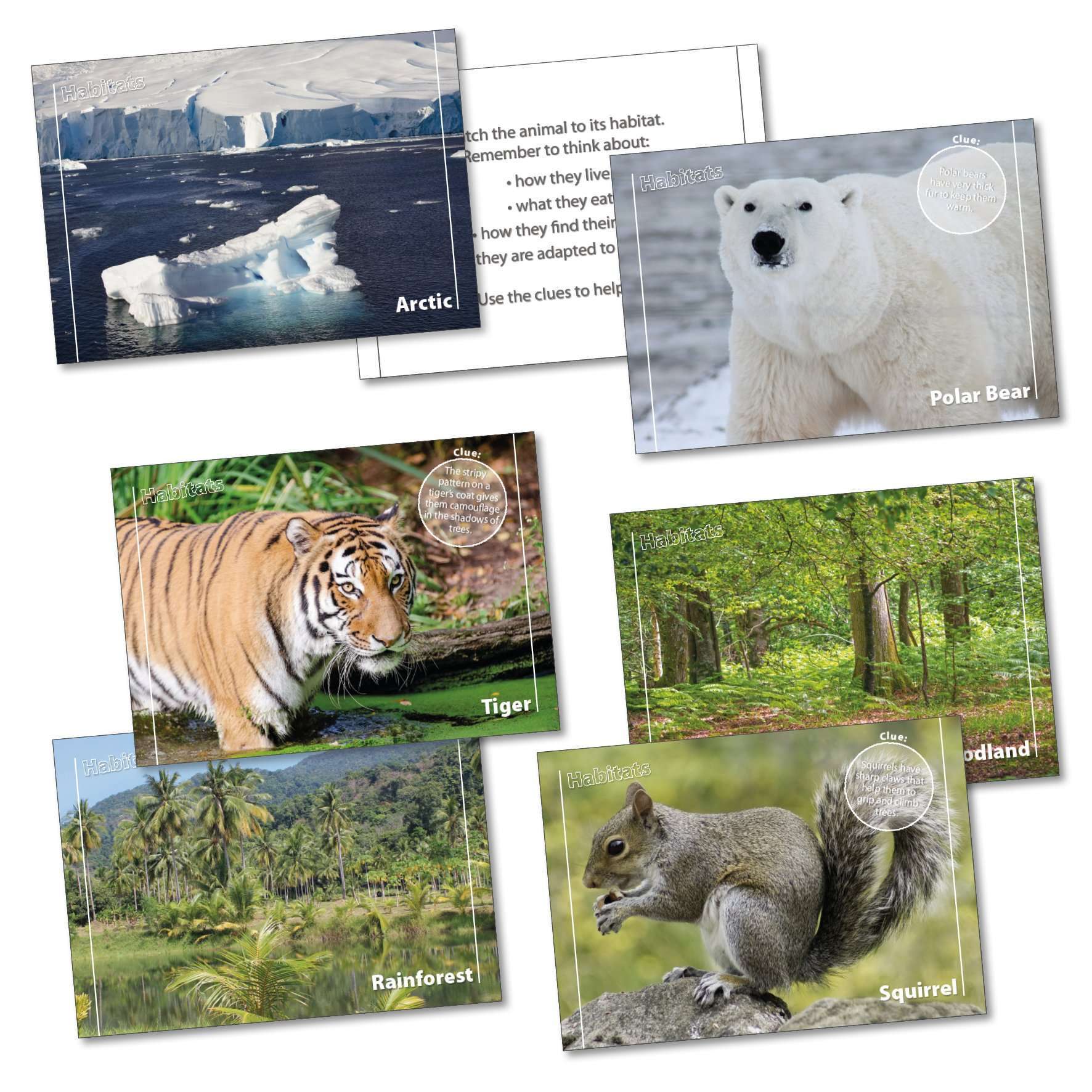 Habitats Sorting Cards:Primary Classroom Resources